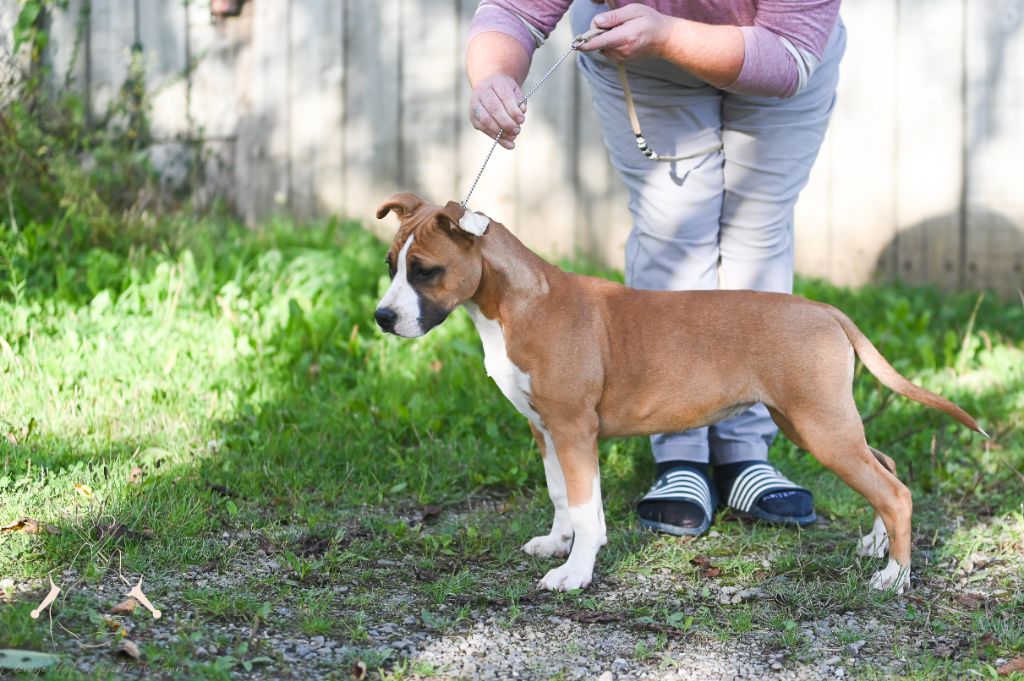 Les American Staffordshire Terrier de l'affixe Of Majestic's Bears