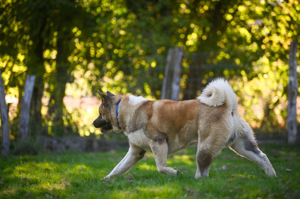 Voyou Of Majestic's Bears