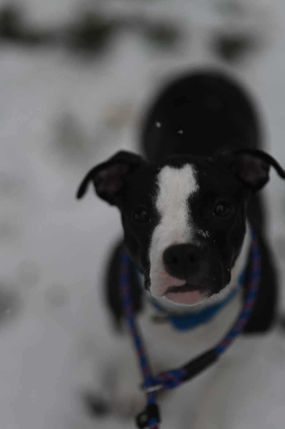 tiger tattoo's Ruffian Zelda