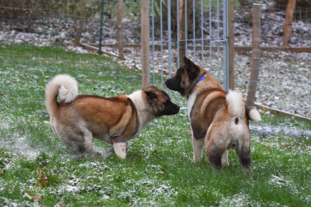 De la neige à l'élevage !
