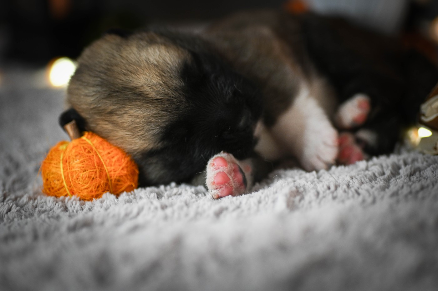 Of Majestic's Bears - Chiots disponibles - Akita americain